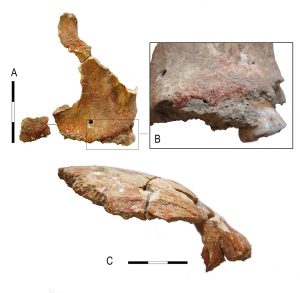 Pigment rouge préservé sur les maxillaires et l’os frontal d’un squelette natoufien du site d’Azraq 18 (d’après Bocquentin et Garrard, 2016).